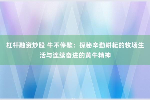 杠杆融资炒股 牛不停歇：探秘辛勤耕耘的牧场生活与连续奋进的黄牛精神